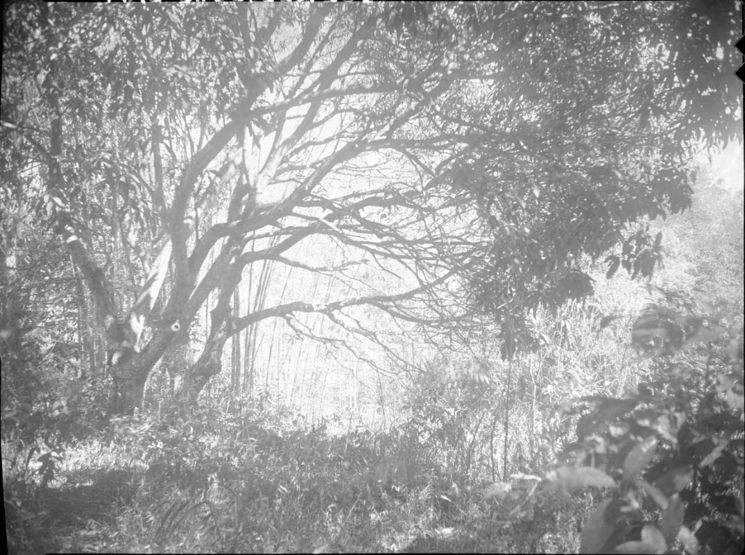 Untitled (forest with thick vegetation)