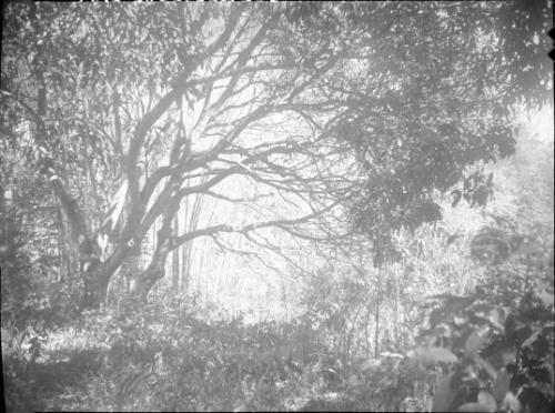 Untitled (forest with thick vegetation)