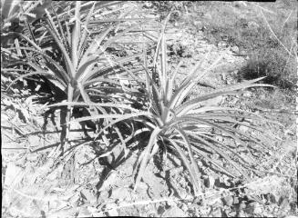 Untitled (tropical plant)