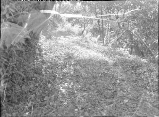 Untitled (thicket with sunlight pouring in)