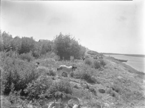 Untitled (dogs on rugged terrain)