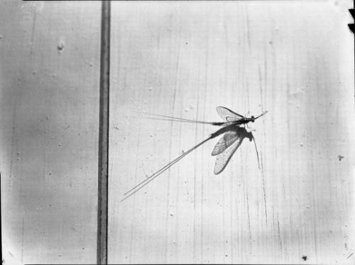 Untitled (insect casting shadow on wall)