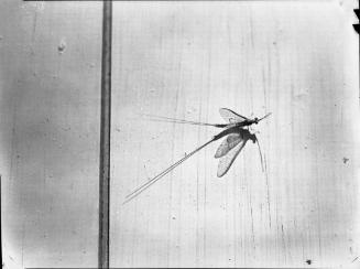 Untitled (insect casting shadow on wall)
