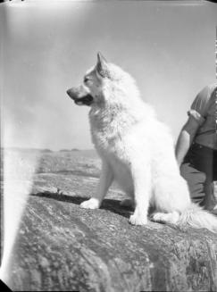 Untitled (dog sitting on rock)