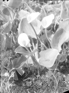 Untitled (wild lilies)