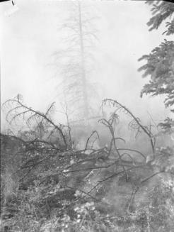 Untitled (forest fire)
