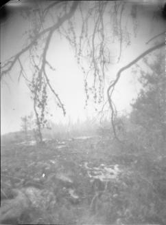 Untitled (forest fire)