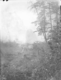 Untitled (forest fire)