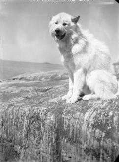 Untitled (dog sitting on rock)