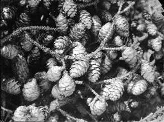 Untitled (pine cones)