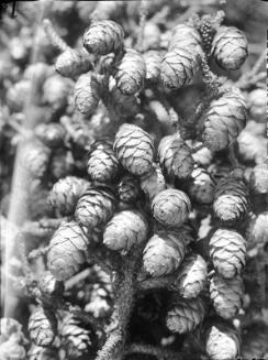 Untitled (pine cones)