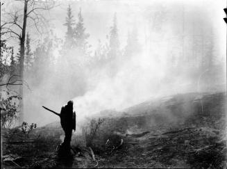 Untitled (forest fire)