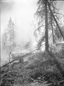 Untitled (forest fire)