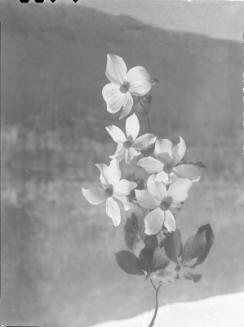 Untitled (flowering dogwood)