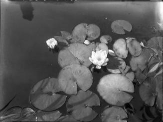 Untitled (water lilies)