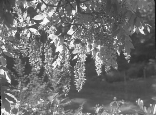 Untitled (hanging branch with roses)