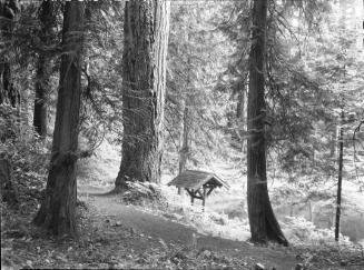 Untitled (roofed shelter in woods)