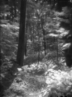 Untitled (forest)