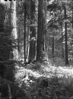 Untitled (forest)