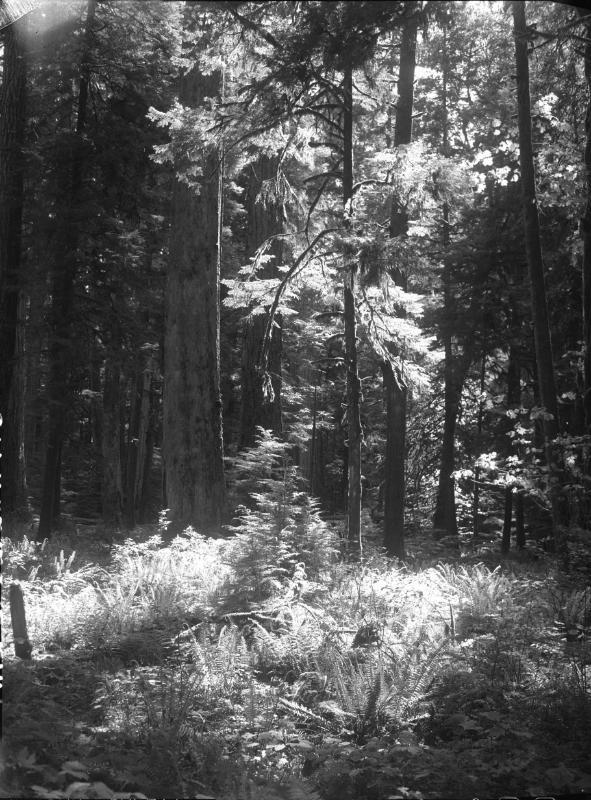 Untitled (forest)