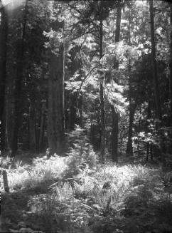 Untitled (forest)