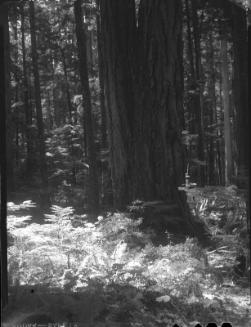 Untitled (forest)