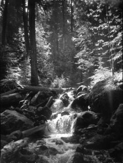 Untitled (forest symphony)