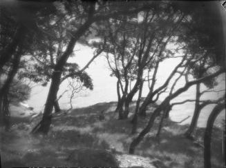Untitled (trees leaning towards water)