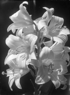 Untitled (white Easter lilies)