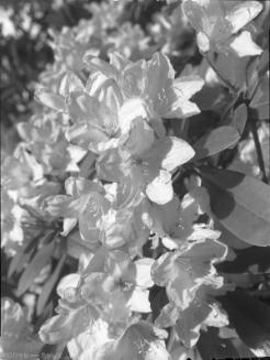 Untitled (cluster of blossoms)