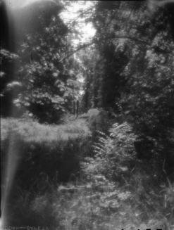 Untitled (building in forest)