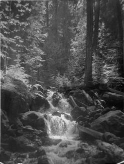 Untitled (forest symphony)