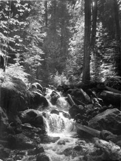 Forest Symphony