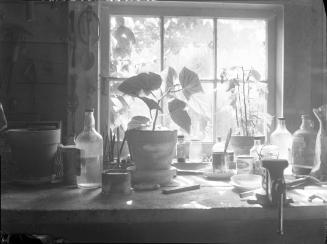 Untitled (the basement window)
