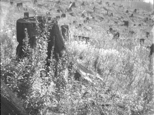 Untitled (clearing with tree stumps)
