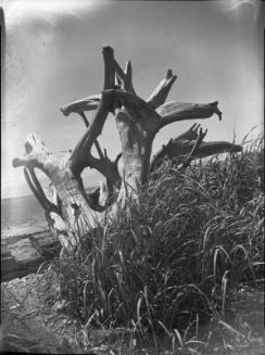 Untitled (gnarled driftwood on a beach)