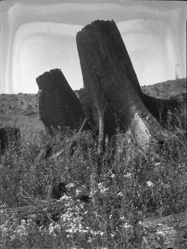 Untitled (tree stumps in clearing)
