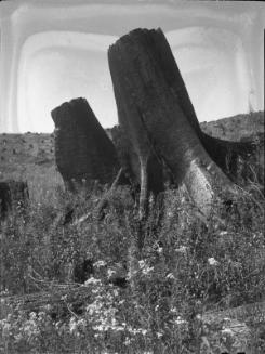 Untitled (tree stumps in clearing)