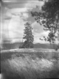 Untitled (grassy plain with tree and distant mountains)