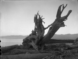 Untitled (driftwood on beach)