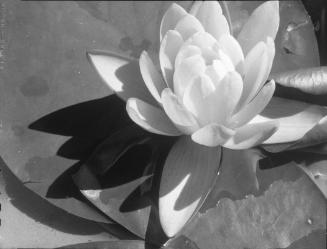 Untitled (water lily)