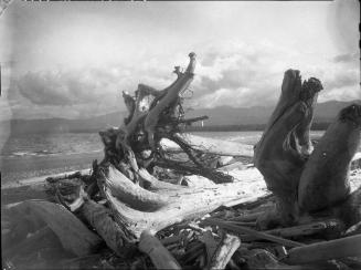 Untitled (gnarled driftwood)