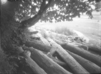 Untitled (logs on beach)