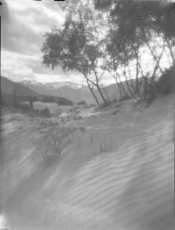 Untitled (sandy hill with trees)