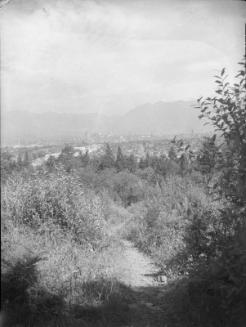 Untitled (footpath through woods)