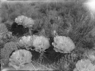 Untitled (flowering cactus)