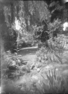Untitled (lawn with ferns and rocks)