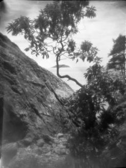 Untitled (tree between hills)