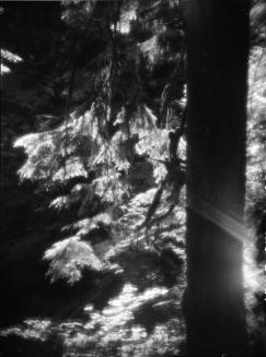 Untitled (tree trunk)