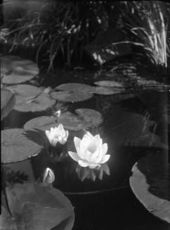 Untitled (water lilies and reeds)